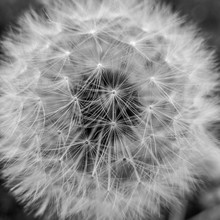 Close Up Dandelion Black White Abstract Concept Photo