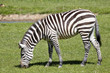 Grant's zebra, Equus quagga Boehme has distinctive stripes