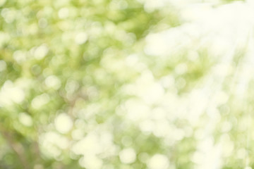 Green and white blur bokeh with sunlight, abstract light spring forest background