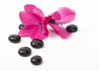 Poster - Spa still life with pink flowers and black zen stone on white