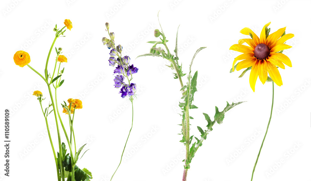 Set of beautiful meadow flowers, isolated on white - obrazy, fototapety, plakaty 