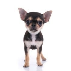 Sticker - Small chihuahua puppy on the white background