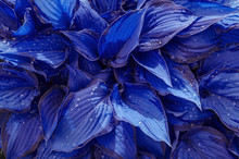 The Background Of The Blue Leaves With Drops Of Rain. Mottled Blue Leaves