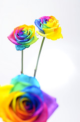 Fotomurales - Bouquet of Rainbow rose