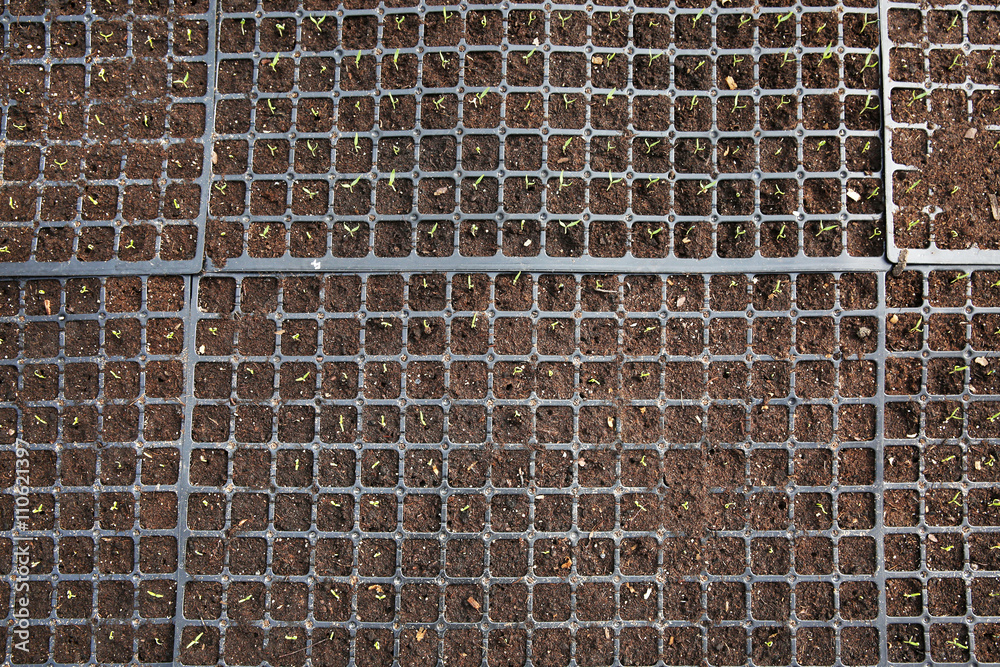Black trays with soil for seedlings close up