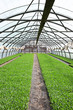 © Africa Studio - Young cabbage seedlings growing  in a large greenhouse.