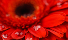 Red Gerber With Dew Drops Closeup
