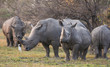 A crash of white rhinos grazing with ox-peckers. Moremi Game Reserve, Okavango Delta, Botswana, Africa.