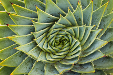close up of spiral aloe