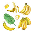 Watercolor banana set