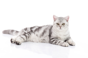 Wall Mural - Cute  British Shorthair kitten sitting