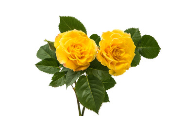 yellow rose isolated