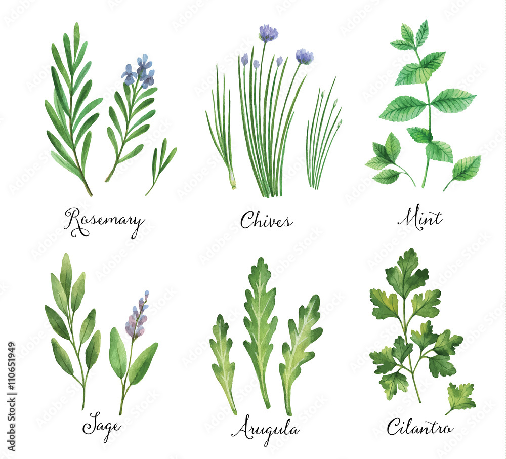 Watercolor vector hand painted set with wild herbs and spices.  - obrazy, fototapety, plakaty 