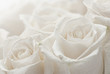 white roses close-up