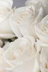  white roses close-up