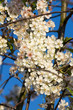 weiße Kirschblüten am Kirschbaum mit blauem Himmel im Hintergrund