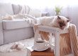 © Africa Studio - Color-point cat with scarf lying on white chair in living room