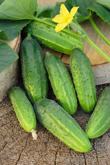 Cucumbers on wooden background