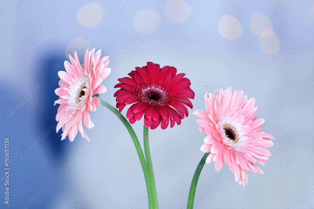 Bouquet of gerbers on blurred garland light background, closeup