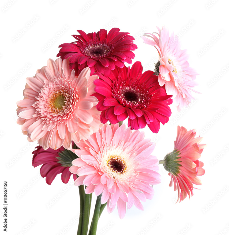 Bouquet of gerbers isolated on white