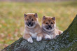 Two nice puppies sitting