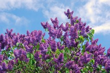 Lilac Trees In Lilac Garden In Moscow.
