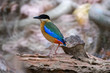 Blue-Winged Pitta in background style