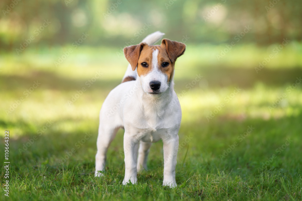 young jack russell terrier dog standing outdoors - obrazy, fototapety, plakaty 