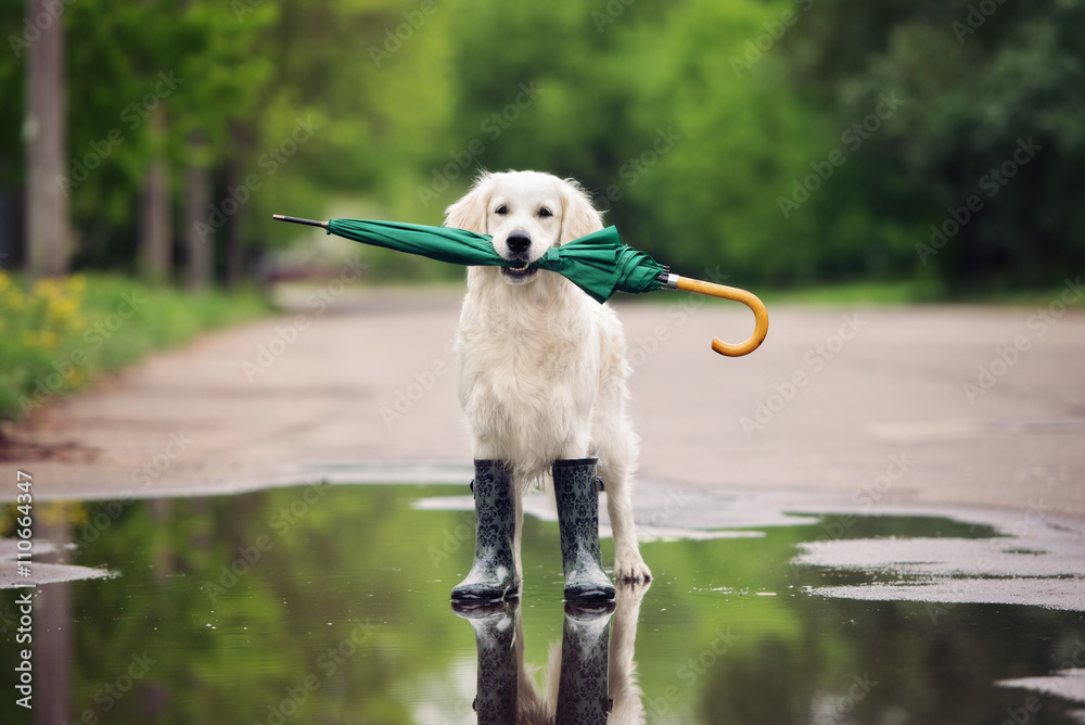 golden retriever dog in rain boots holding an umbrella - obrazy, fototapety, plakaty 