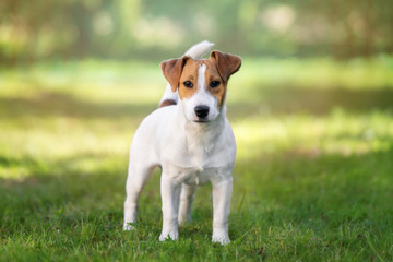 Sticker - young jack russell terrier dog standing outdoors