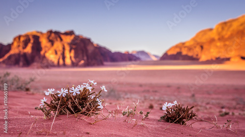 Cuadros en Lienzo Spring Wadi Rum desert - Valley of the Moon in Jordan. UNESCO Wo