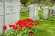 Headstones in a cemetary with red tulips and 