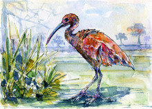 Scarlet Ibis In Watercolor