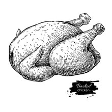 Vector Roasted Whole Chicken. Engraved Food Illustration.
