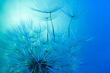 Wall Mural - dandelion on the blue background