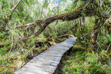 Fototapeta Pomosty - Boardwalk on a trekking trail in a forest in National Park Chiloe, Chile