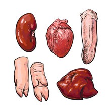 Pork Offal, Vector Sketch Narisovany By Hand, Isolated Set Of Pig Organs, Animal By-products On A White Background, Sven Fresh Meat Subrodukty Ungulate, Realistic Illustration
