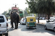 Elephant Walking on Road
