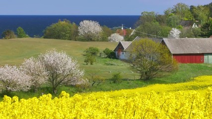 Wall Mural - Rapeseed field in a sunny summer day 