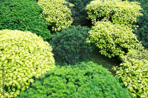 多色の植物 植栽 低木 庭木 Stock Photo Adobe Stock