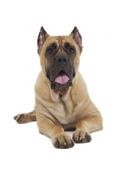 Cane Corso dog on white background