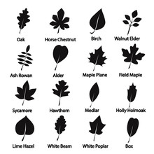 Set Of Tree Leaves Icon