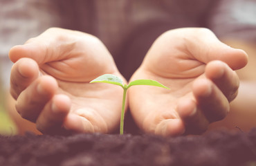 Wall Mural - Hands growing and nurturing tree growing on fertile soil with green and yellow bokeh background / nurturing baby plant / protect nature