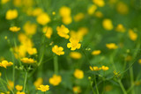 Fototapeta Kwiaty - marsh-marigold first yellow flowers spring