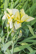 Gelbe Iris, Schwertlilie