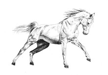 Freehand Horse Head Pencil Drawing