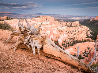 Wall Mural - bryce canyon