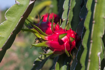 Wall Mural - Dragon fruit or Pitaya Pitahaya plantation in Thailand Hylocercus undatus