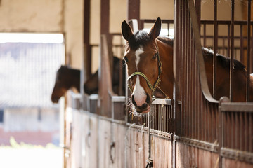 horse in a stall