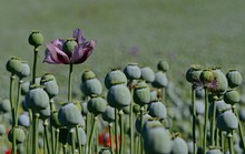 Single Purple Late-blooming Poppy On Field With Many Poppy Heads